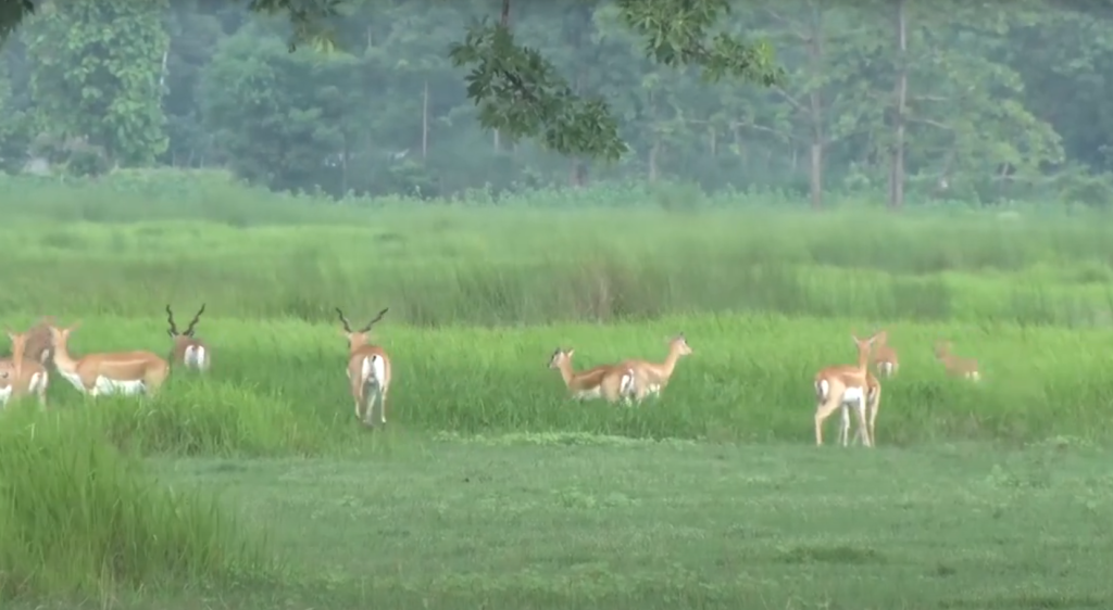 Bardiya National Park Reopens Jeep Safari, Tourist Arrivals Increasing