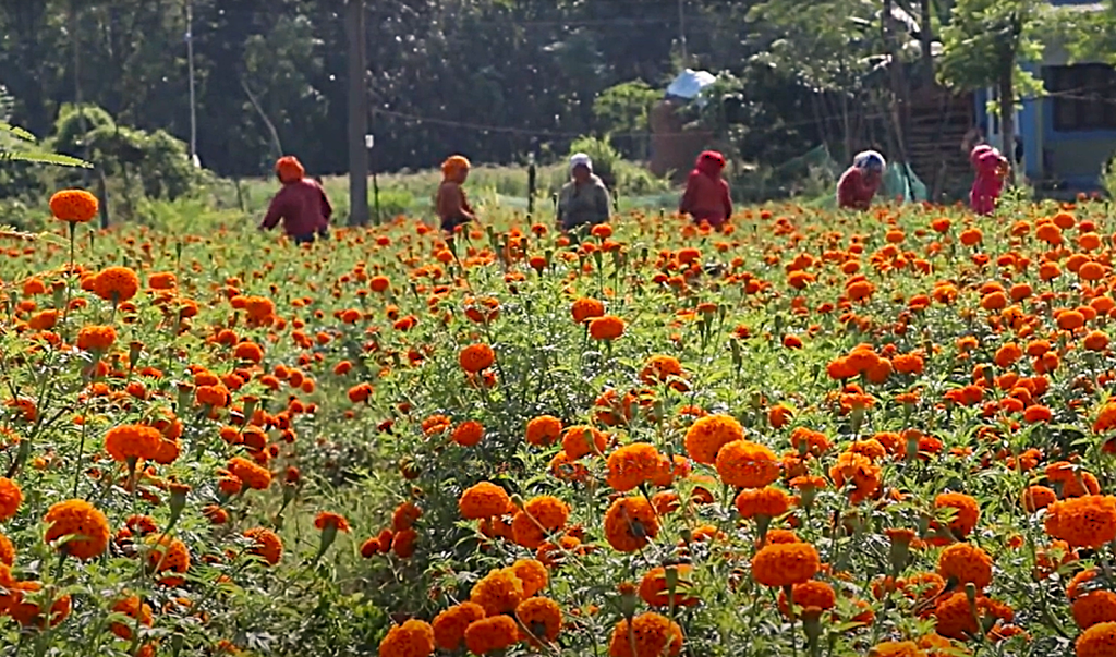 NPR 400 Million Flower Trade: The Glow of Domestic Production
